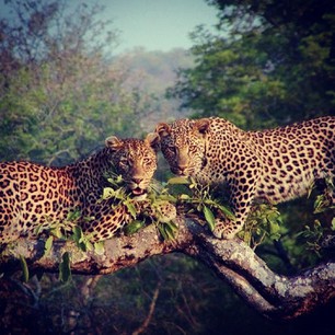 Kruger Park