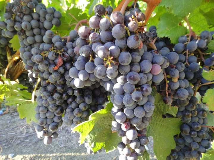 Bordeaux grapes