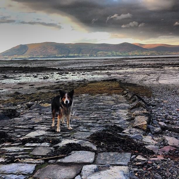 Oyster Farm Dog, Carlingford Ireland