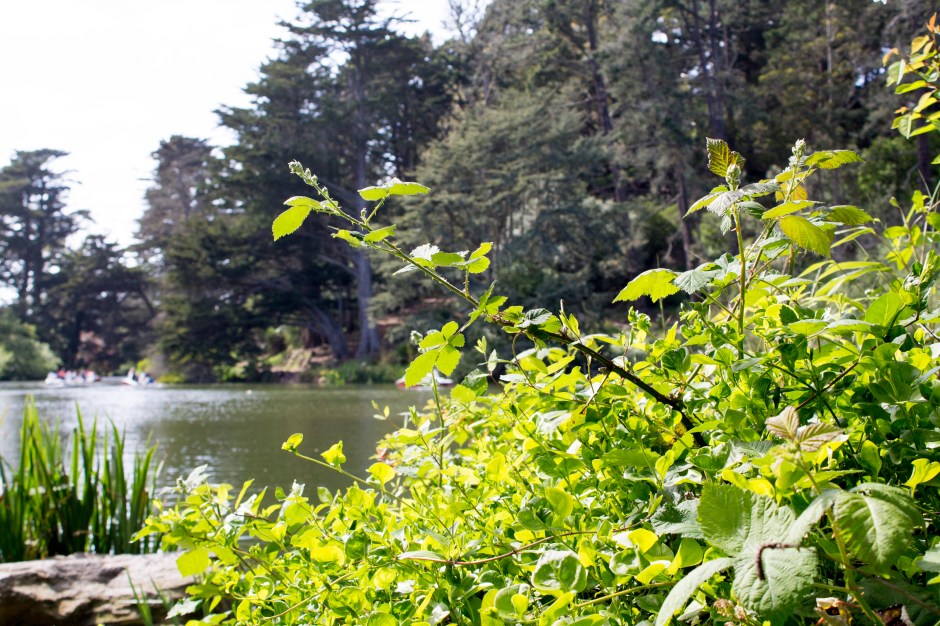 golden gate park lobster 7